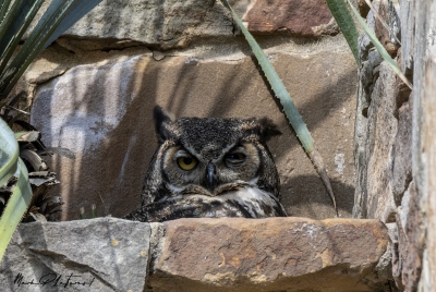 Athena Great Horned Owl 2025